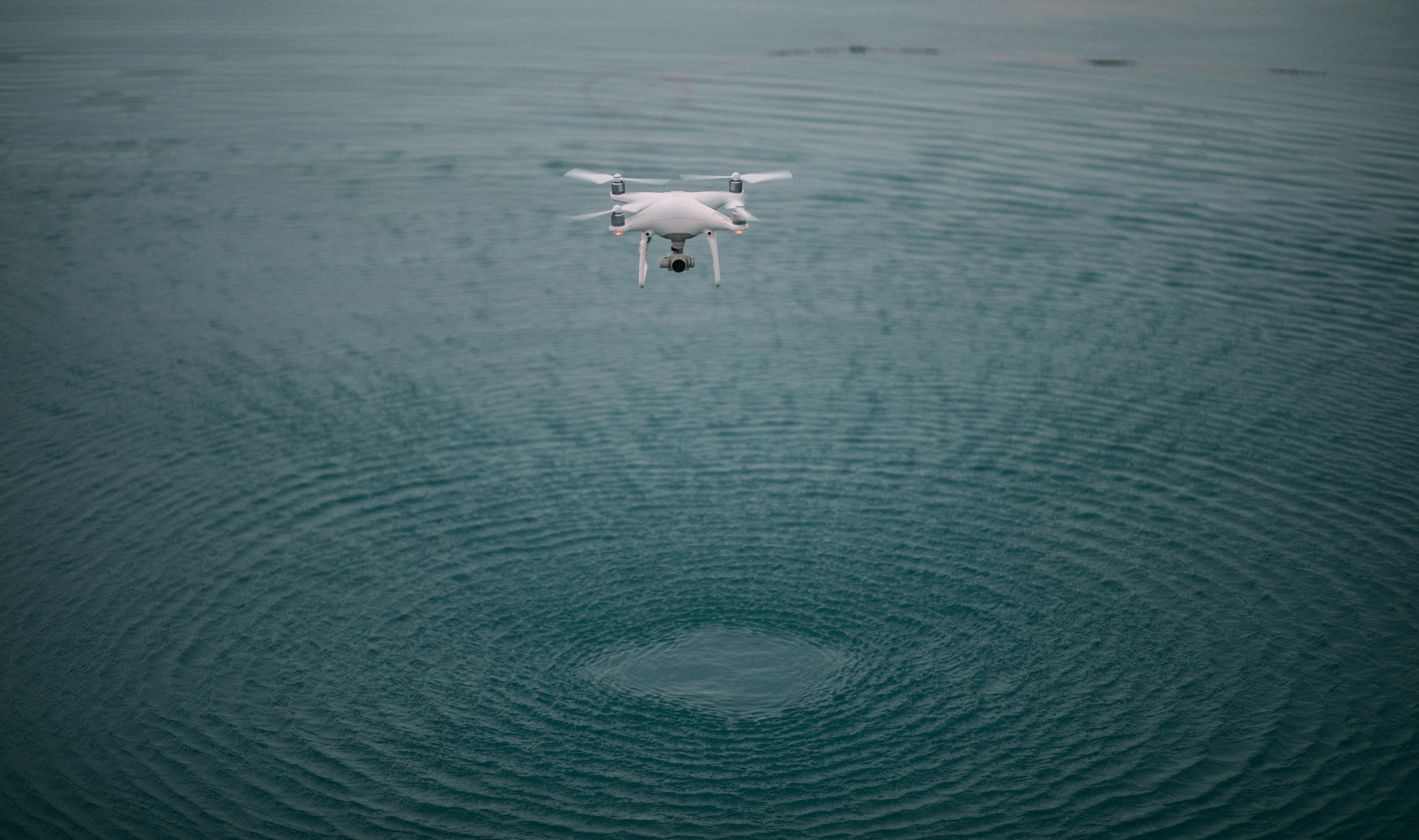 white bird flying over the sea during daytime (Photo by hussain nihan on Unsplash)