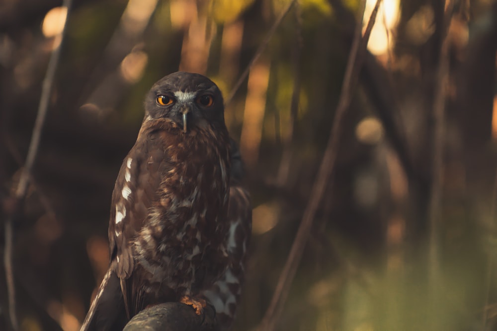 brown owl perched on tree branch during daytime