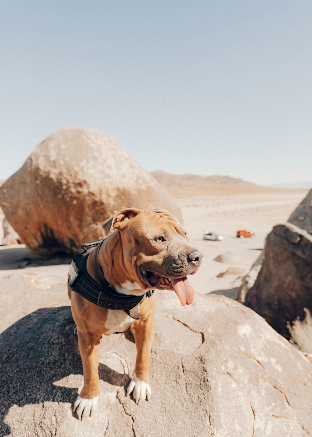 brown short coat medium dog on gray rock during daytime