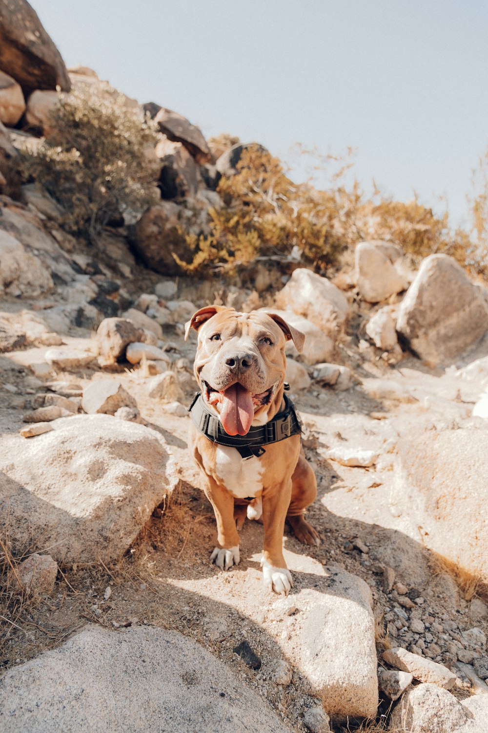 brown and white american pitbull terrier mix sitting on rock during daytime