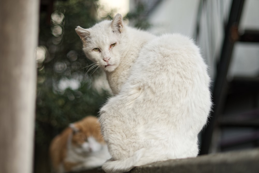 white and orange cat on brown wooden table