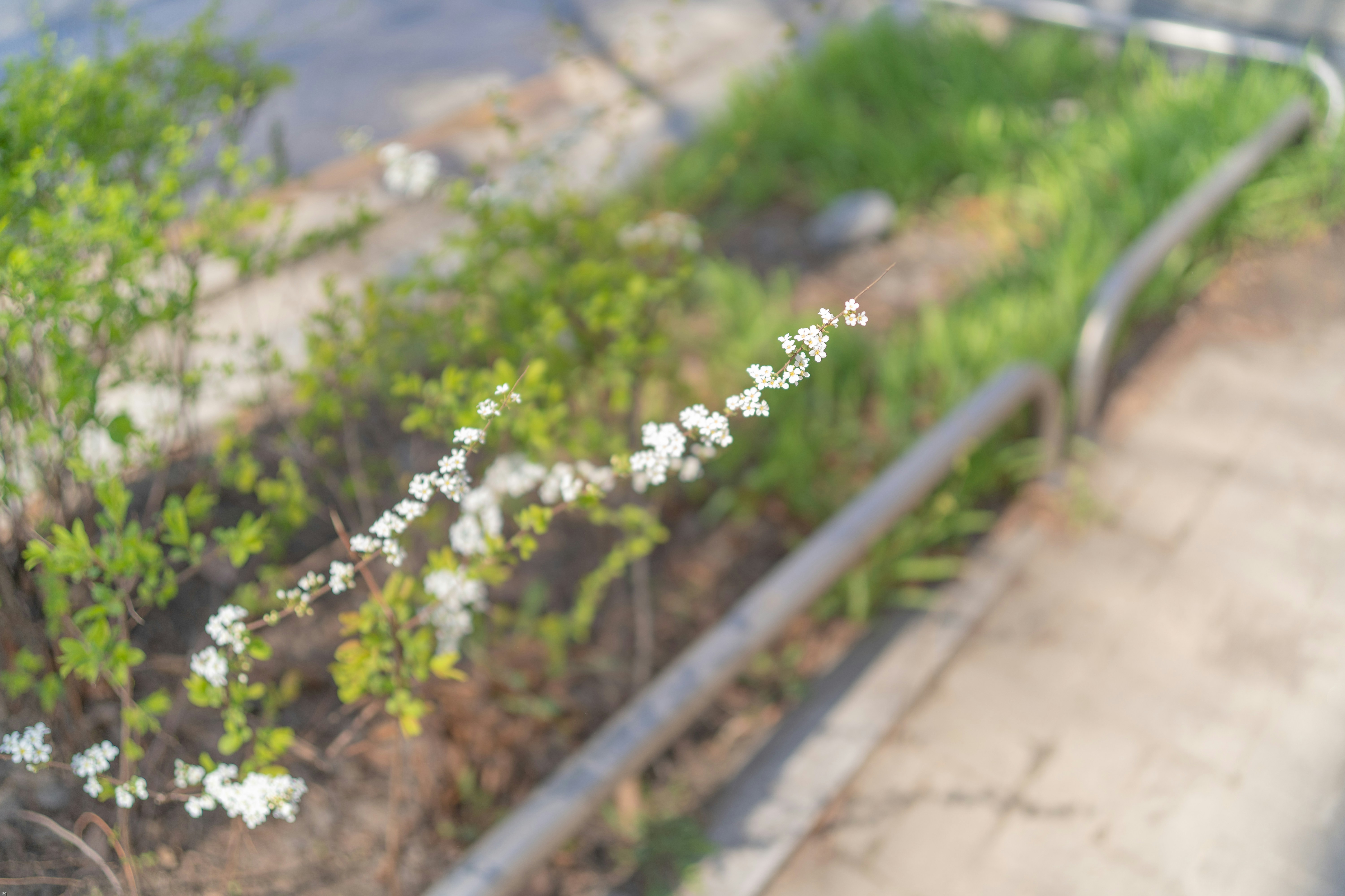 white flowers with green leaves