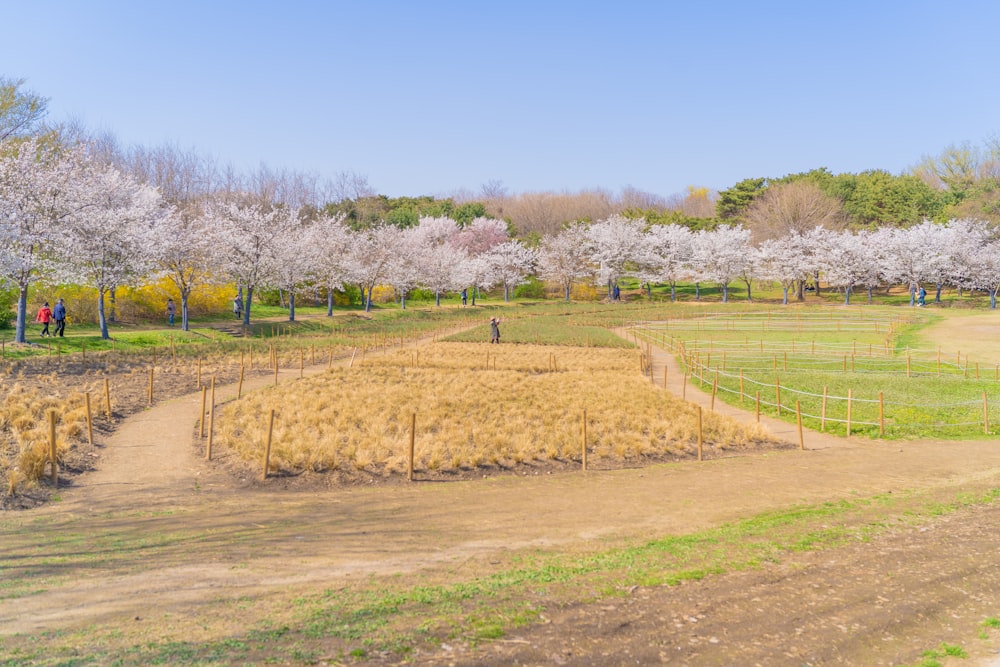 昼間の青空に映える緑の芝生