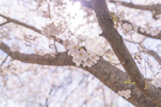 Sunlight filtering through cherry tree branches outside the office window.