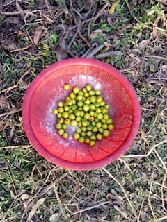 A red plastic basket containing small green fruits is placed on the ground, surrounded by dry leaves and grass. The fruits have a powdery white substance on them, likely for preservation or pesticide treatment. The setting appears to be an outdoor environment, possibly a garden or farm area.