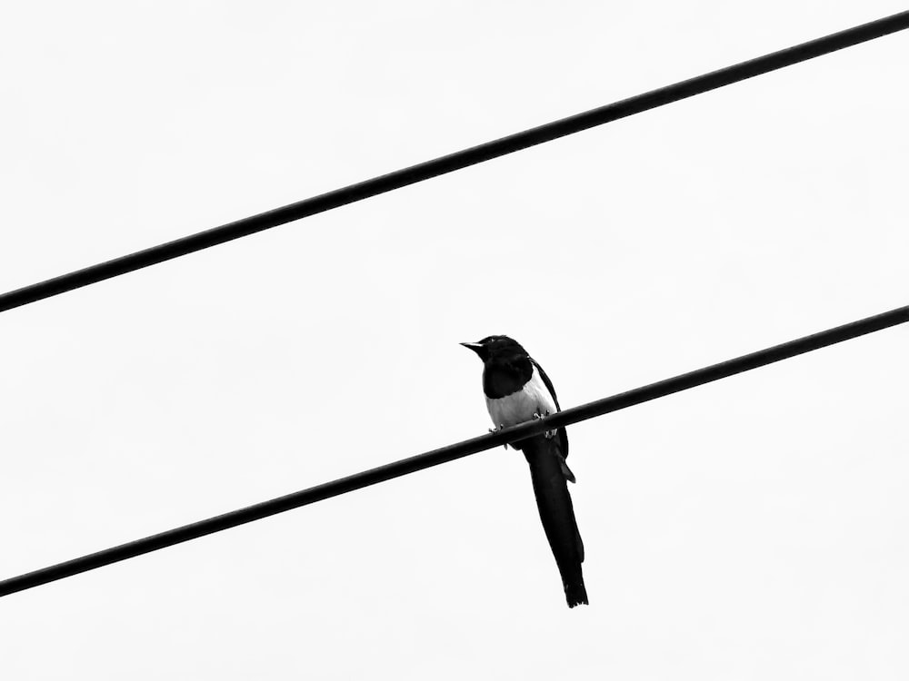 black and white bird on black wire