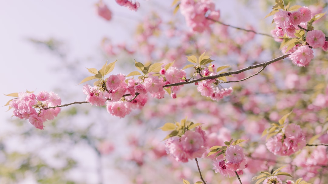 pink and yellow flower on tree branch