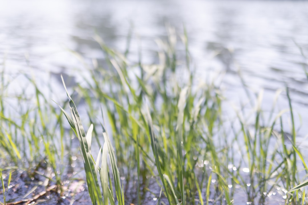 green grass near body of water during daytime