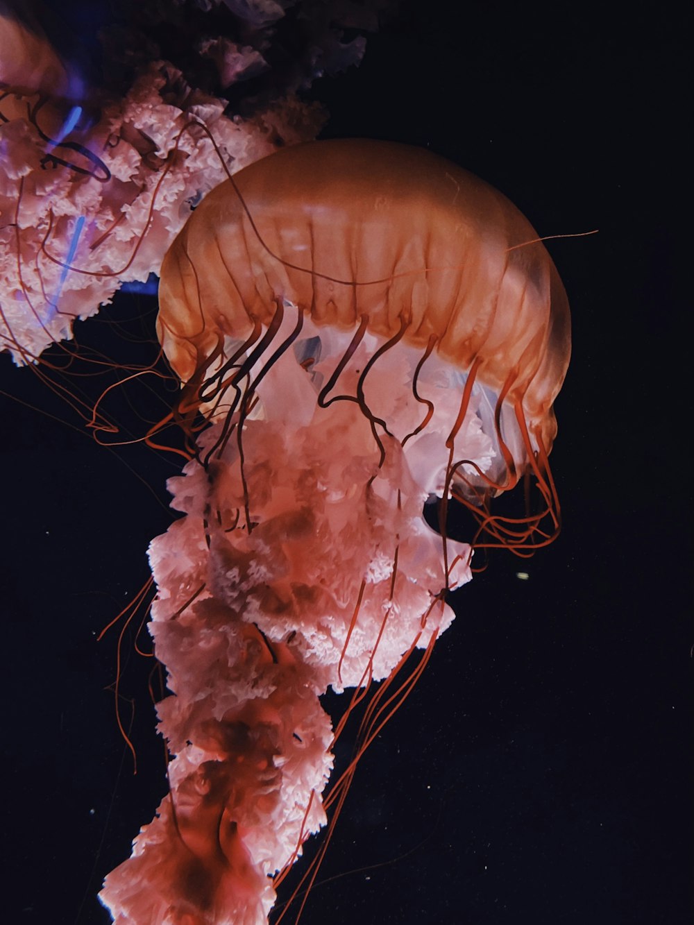 brown jellyfish in water during daytime