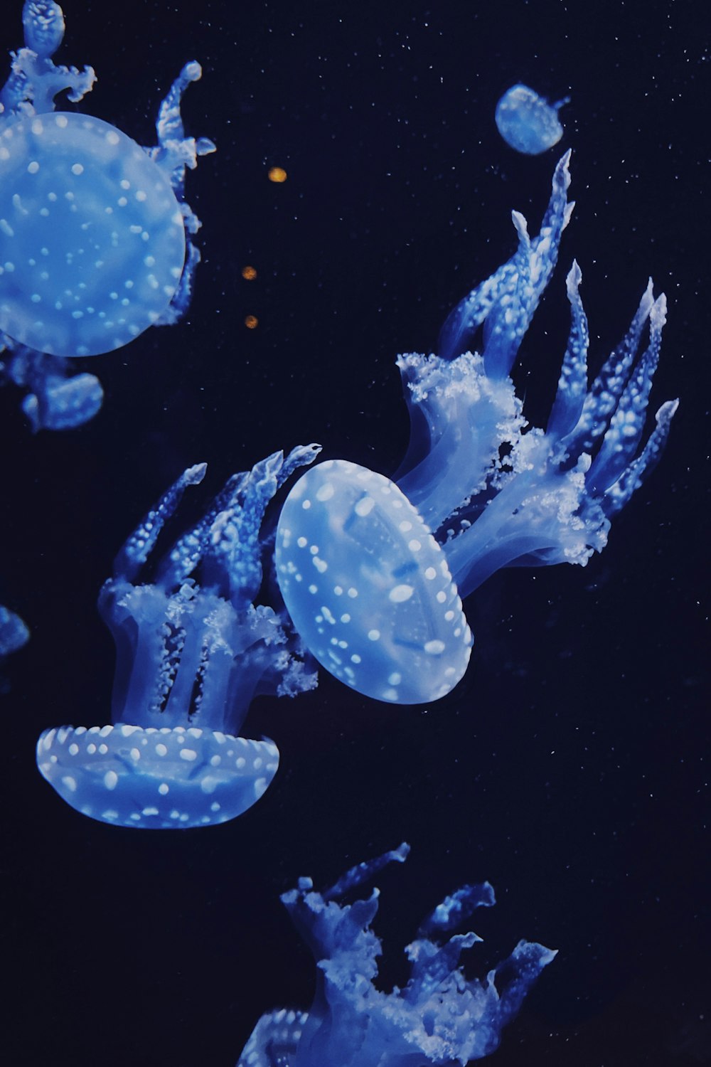 white jellyfish in water during daytime