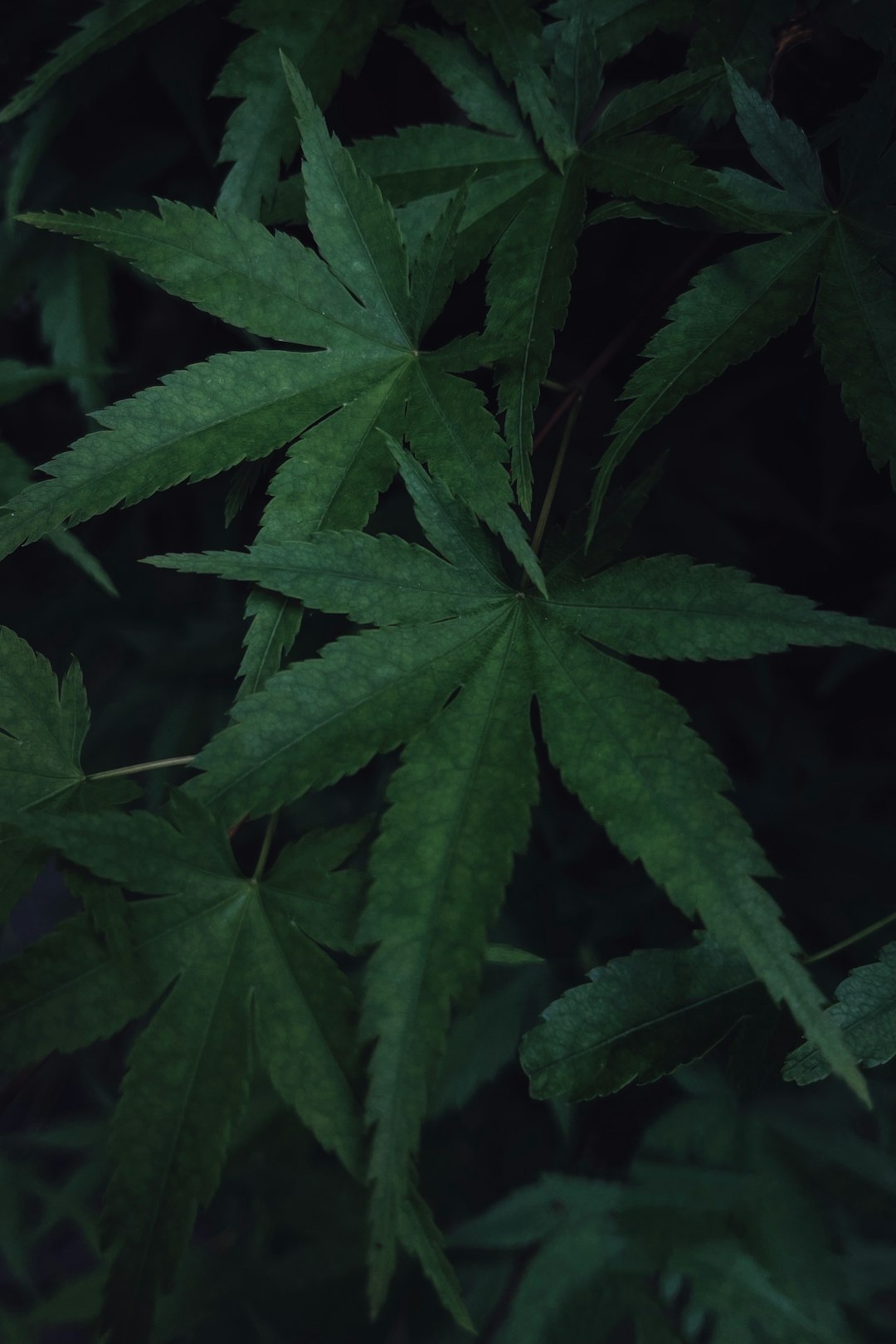 green leaf plant in close up photography