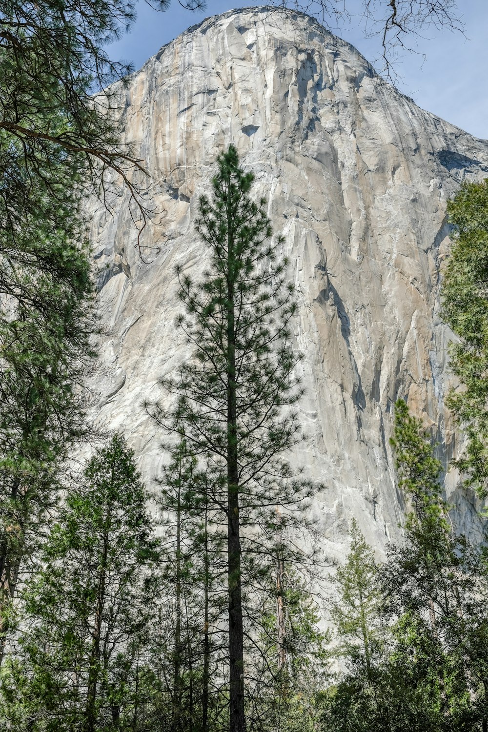 green pine trees near mountain during daytime