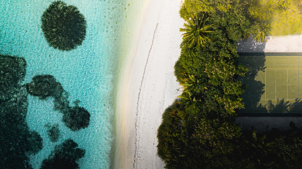 green trees beside body of water during daytime