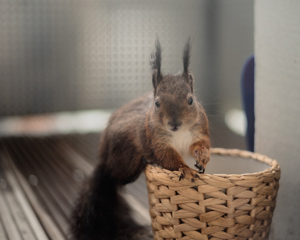 a squirrel sitting in a basket on a table