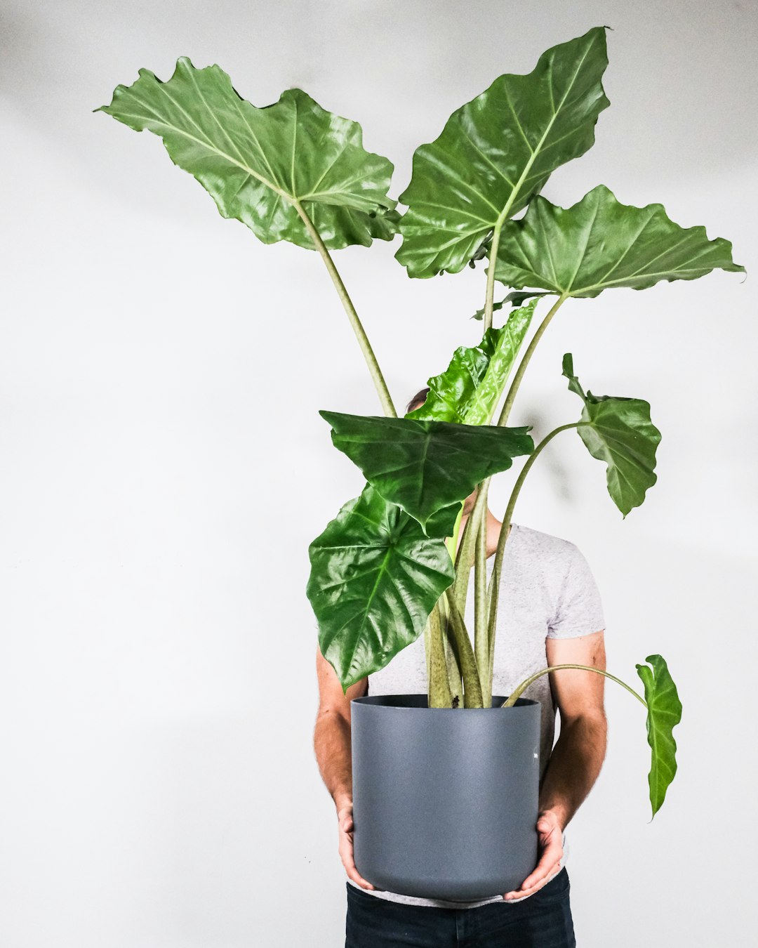 green plant on black pot