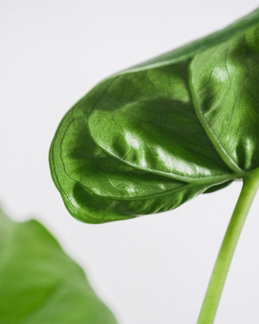 green leaf in white background