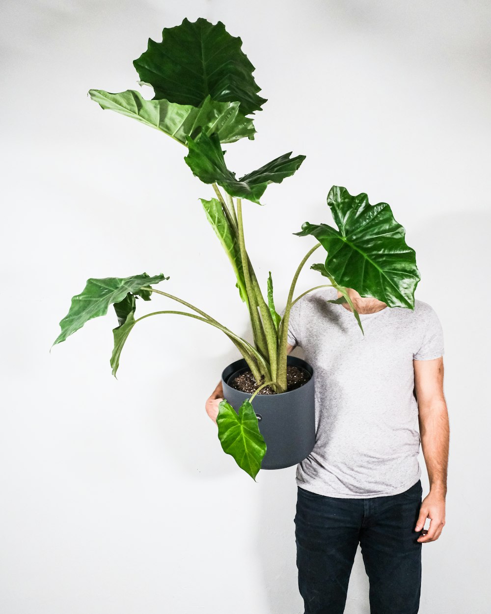 man in gray crew neck t-shirt and black denim shorts holding green plant
