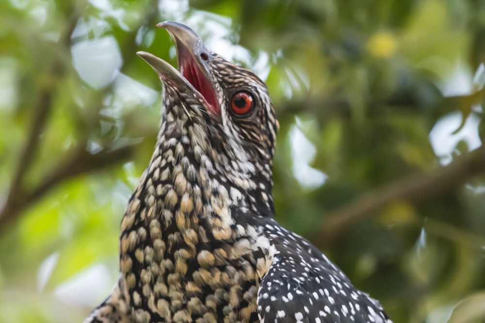 schwarz-weißer Vogel am Ast