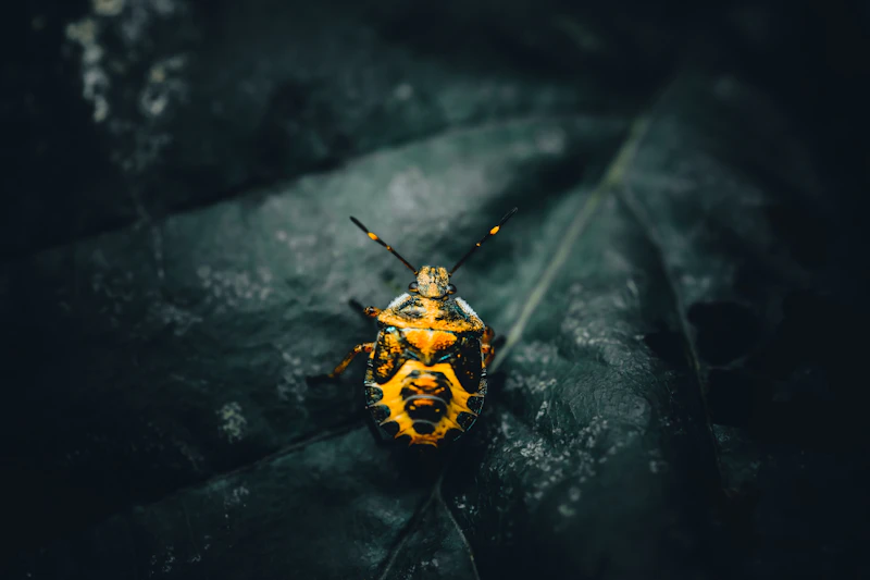 Thrips Infestation — Silvery Stippling & Black Frass