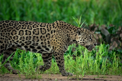A jaguar with distinct black rosettes moves gracefully across the lush greenery of a natural habitat. The big cat's muscular build and focused expression create an impression of strength and alertness. Its fur blends harmoniously with the vibrant green foliage and the earthy tones of the landscape.