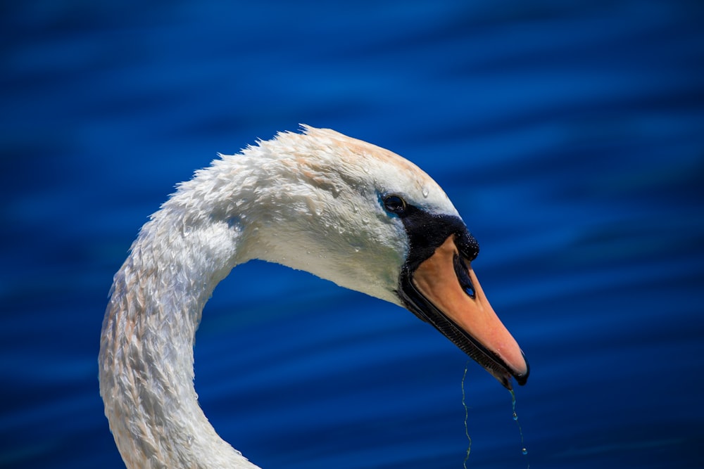 white swan on water during daytime