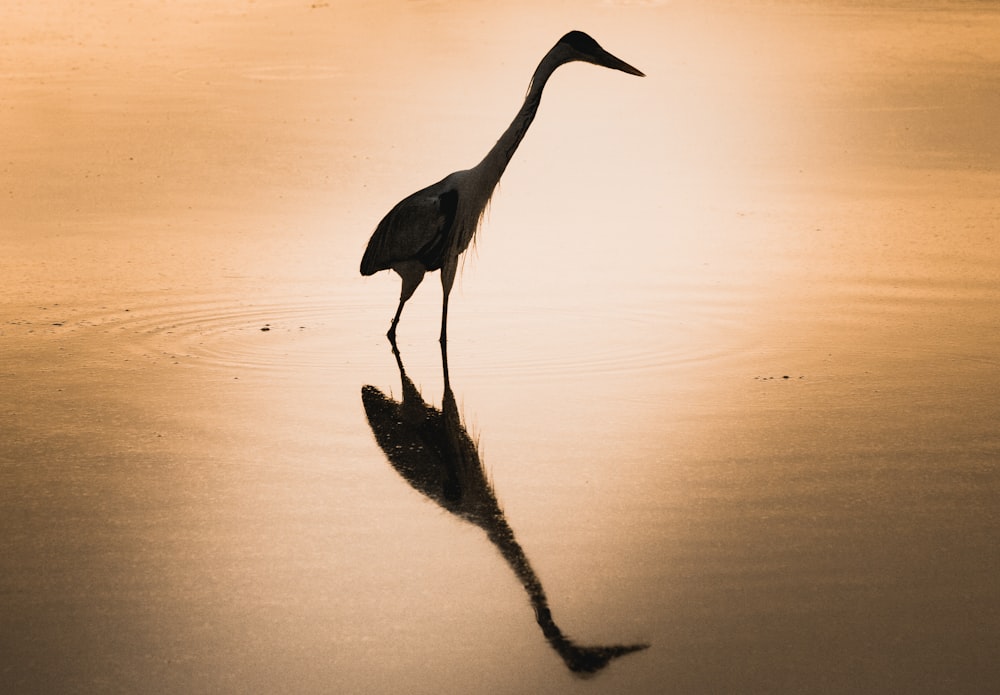 black long beak bird on water