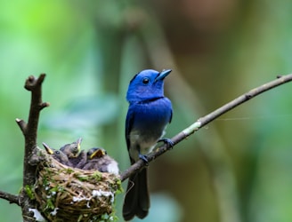 blue bird on brown nest