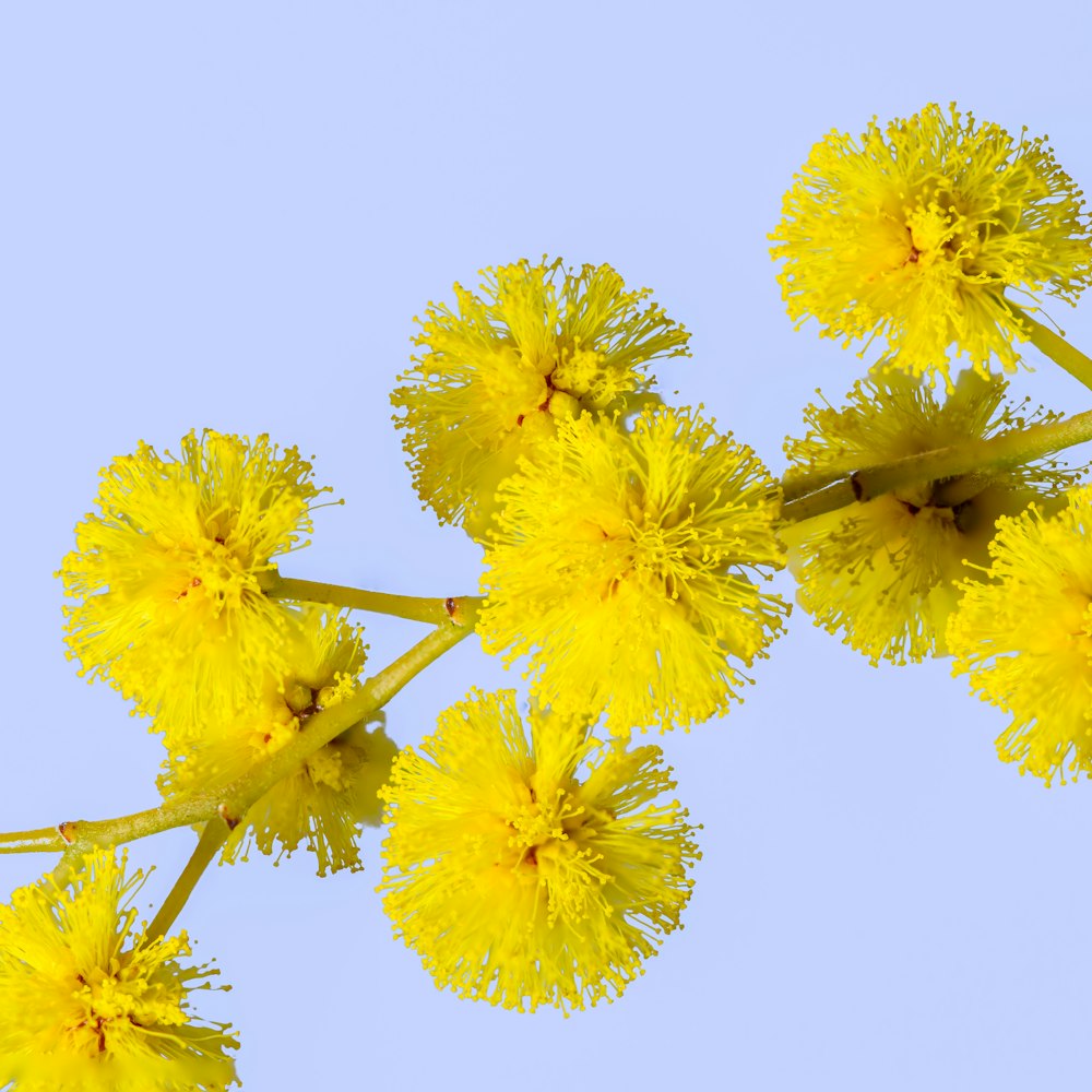 yellow flowers on white background