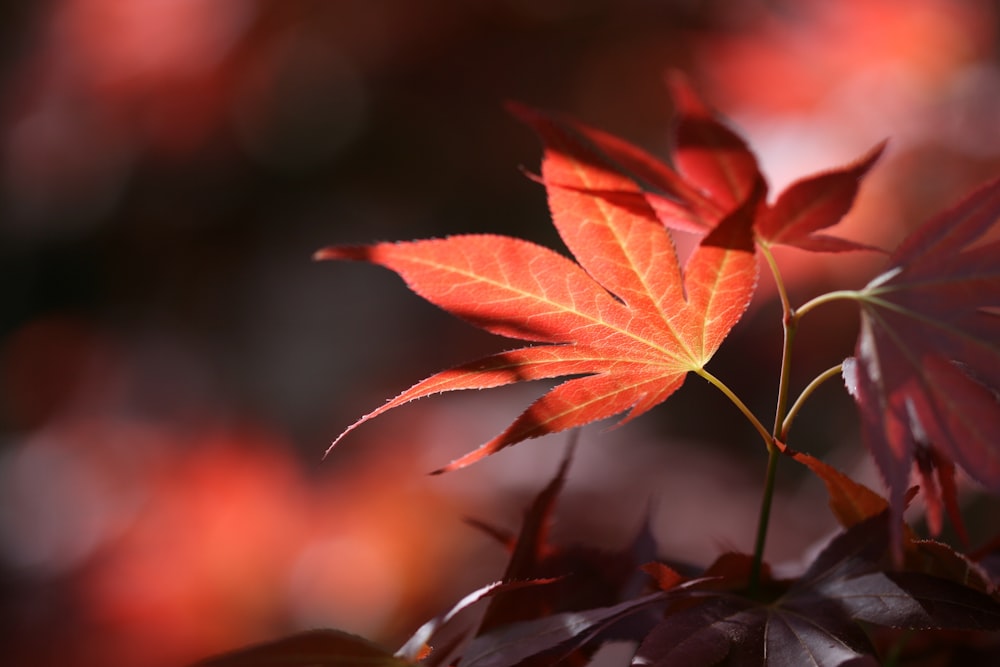 Rotes und gelbes Blatt in Nahaufnahmen