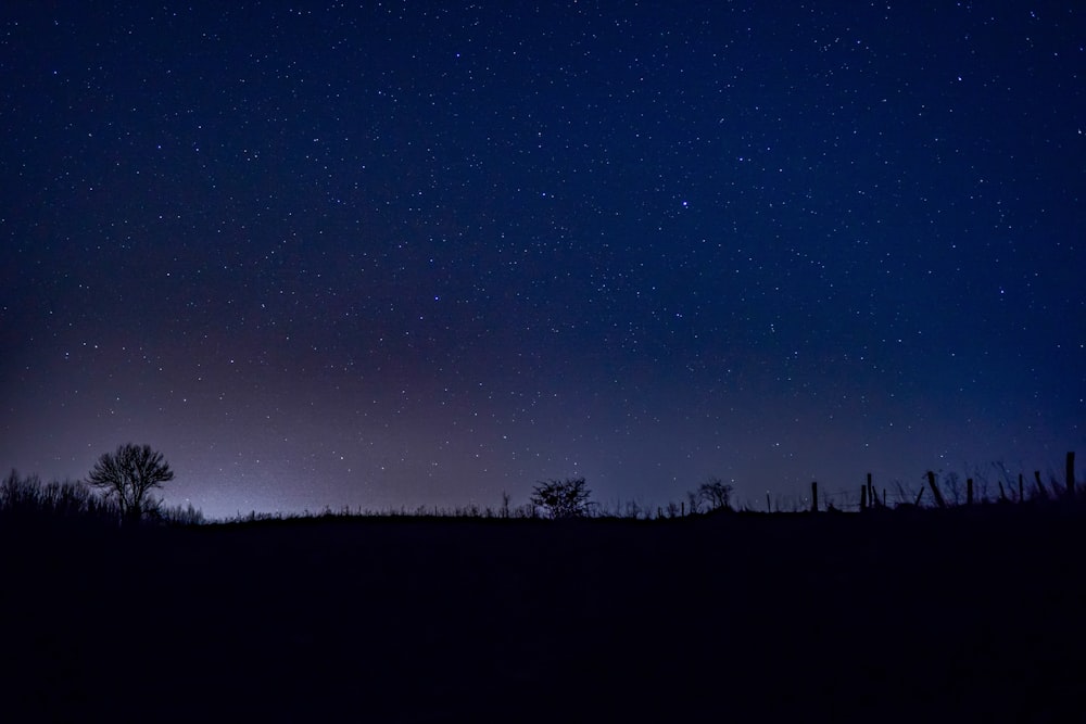 silhouette of trees under blue sky during night time