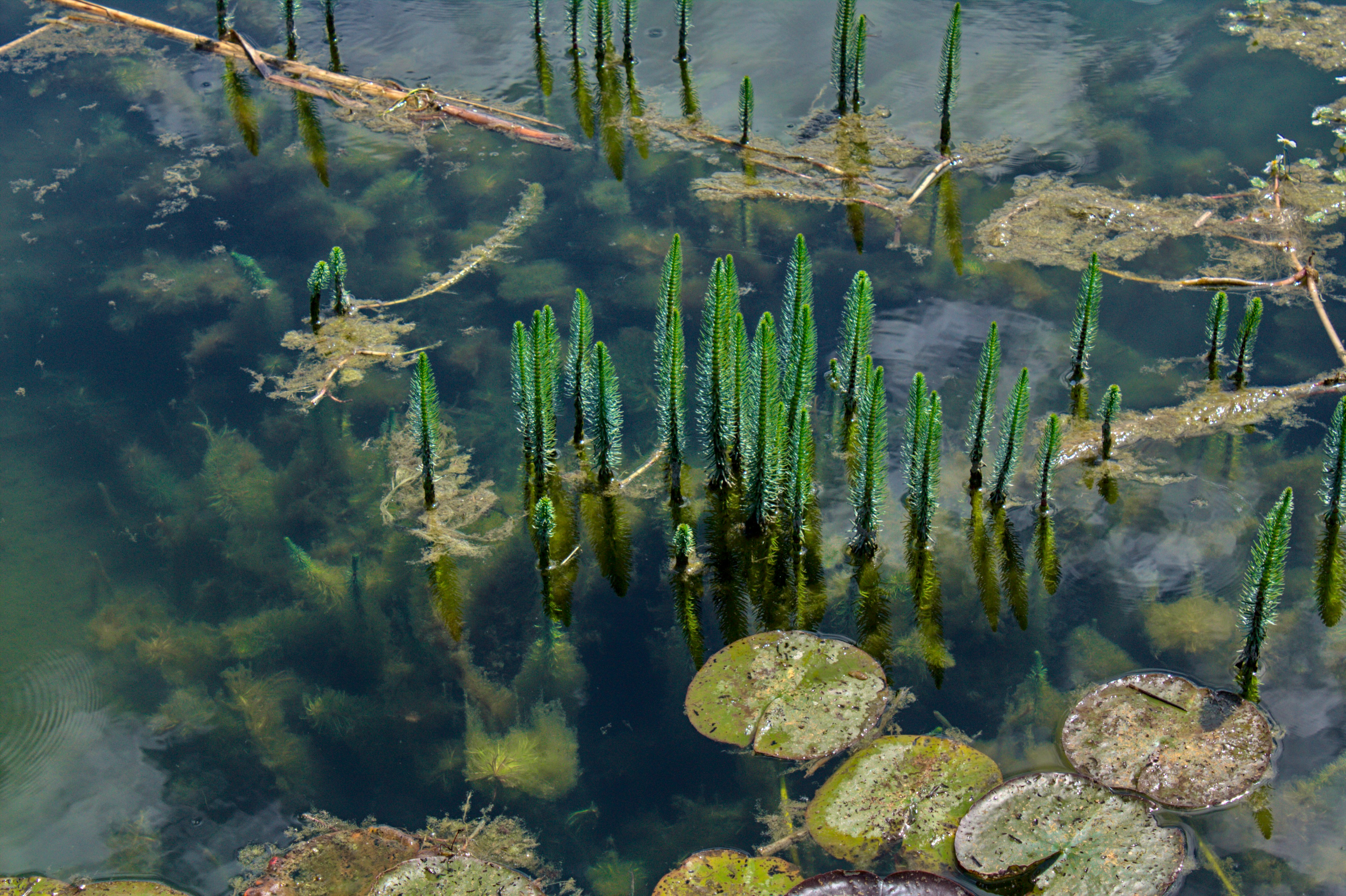 Aquatic Ecology: Interactions Between Organisms and Their Water Environment