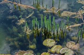 A serene aquatic scene featuring vibrant green aquatic plants emerging from clear water. The water's surface is covered with patches of algae and various types of vegetation, including lily pads. Some submerged branches and debris are also visible.