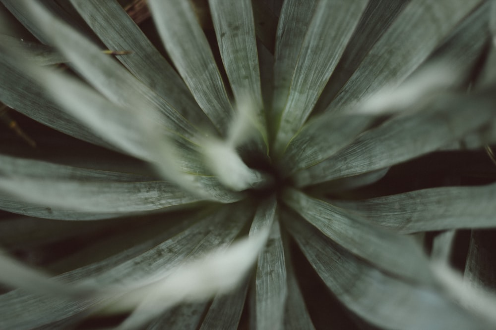 green and white plant in close up photography