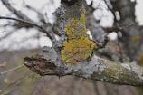 A close-up view of a tree branch covered in colorful lichen with a combination of green, orange, and gray hues. The rough texture of the bark and the intricate patterns created by the lichen are in focus, with a softly blurred background hinting at more branches and natural surroundings.
