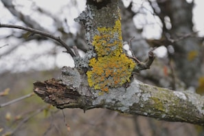 A close-up view of a tree branch covered in colorful lichen with a combination of green, orange, and gray hues. The rough texture of the bark and the intricate patterns created by the lichen are in focus, with a softly blurred background hinting at more branches and natural surroundings.