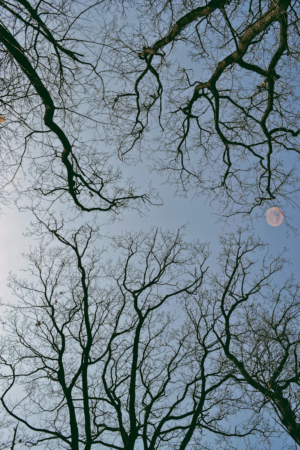 bare tree under white clouds during daytime