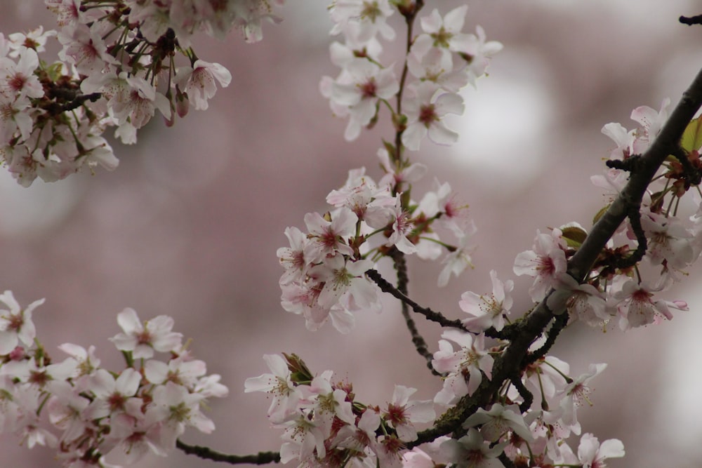 white and pink cherry blossom