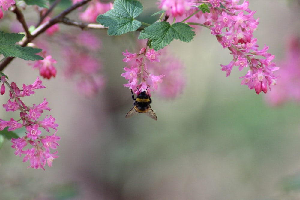 Schwarze und braune Biene auf rosa Blume