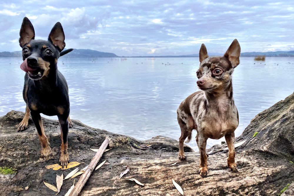 black and tan smooth chihuahua on brown wood log near body of water during daytime