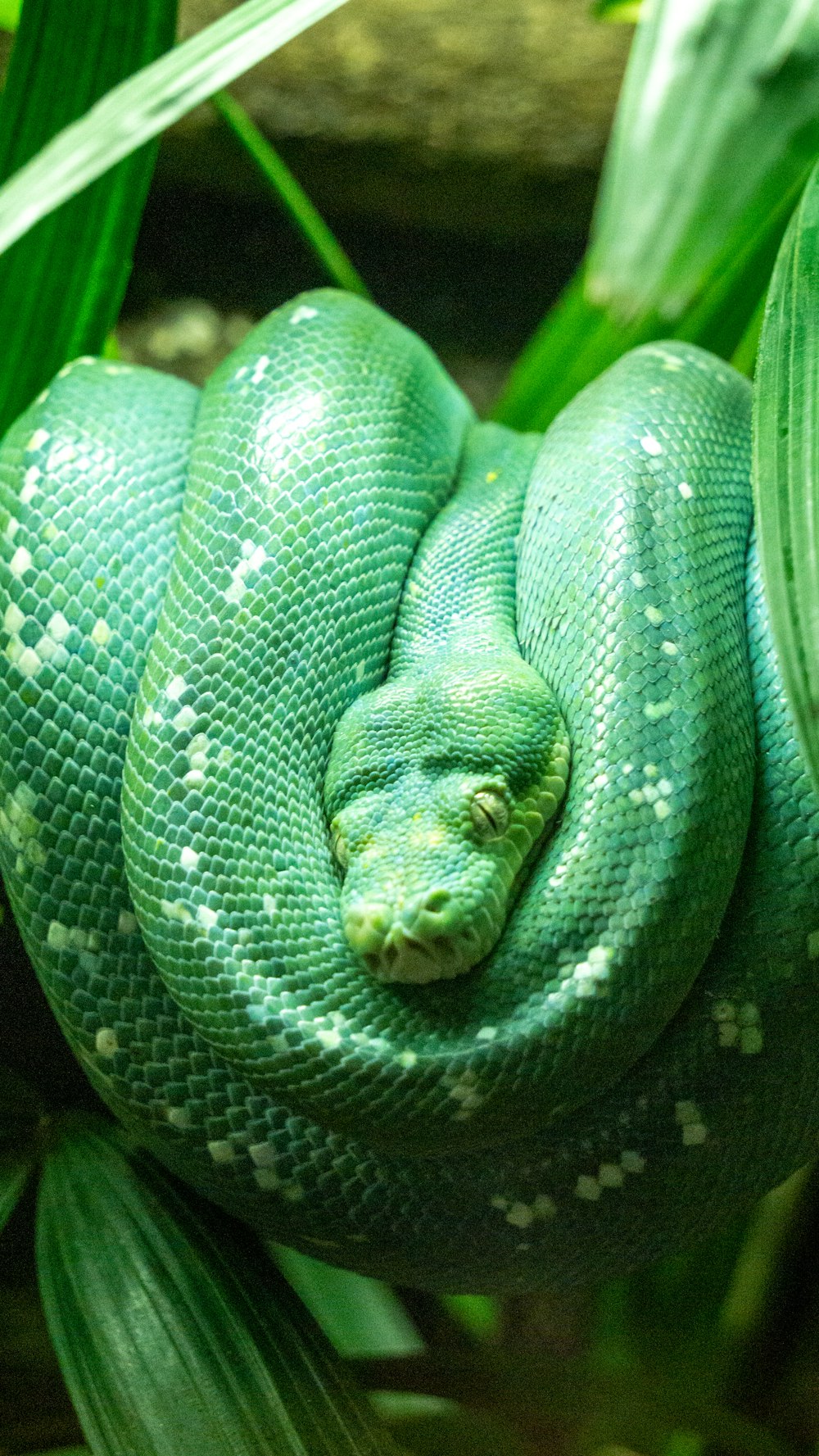 green snake on tree branch