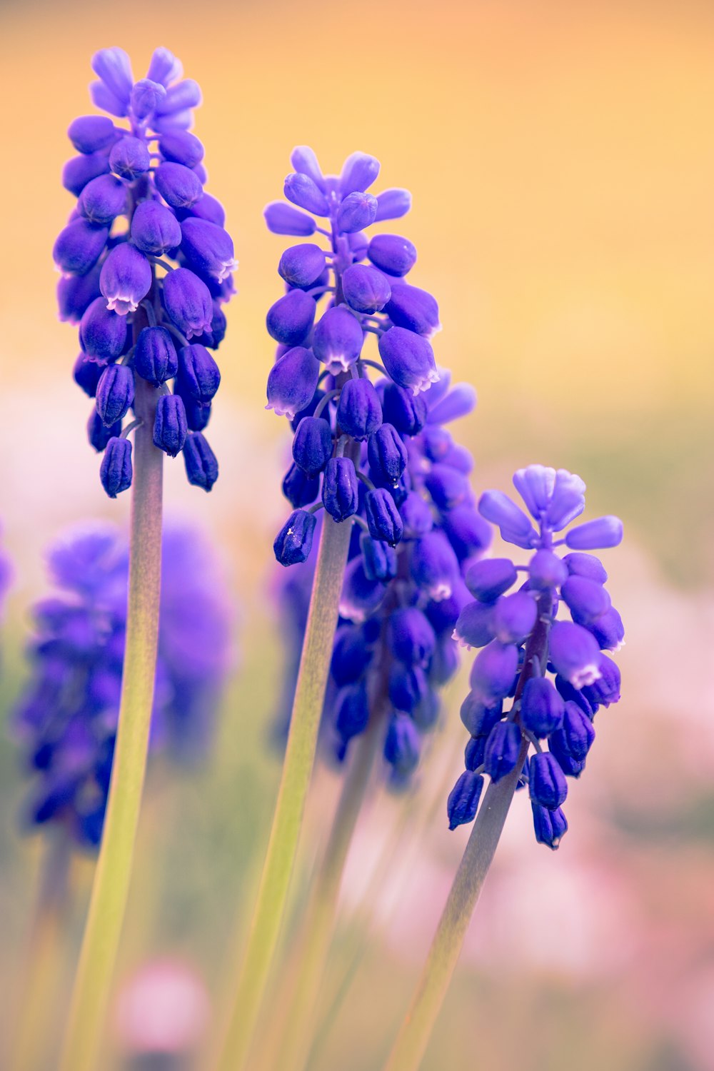 purple flower in tilt shift lens