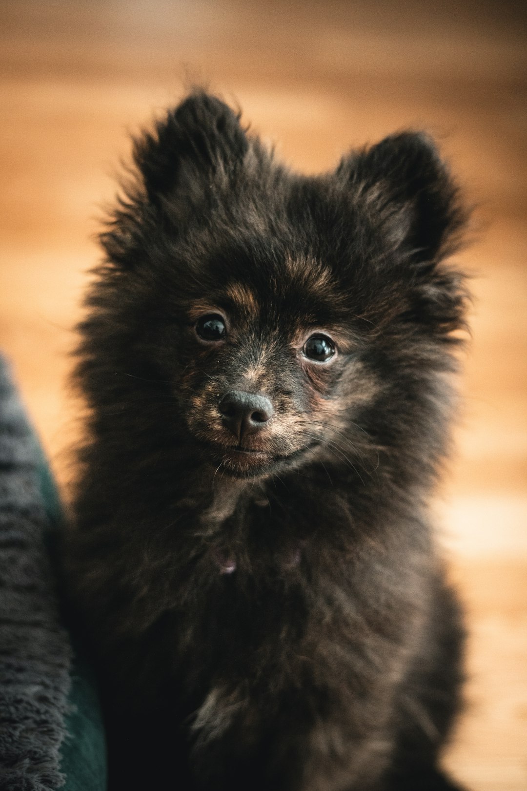 black pomeranian puppy on blue textile