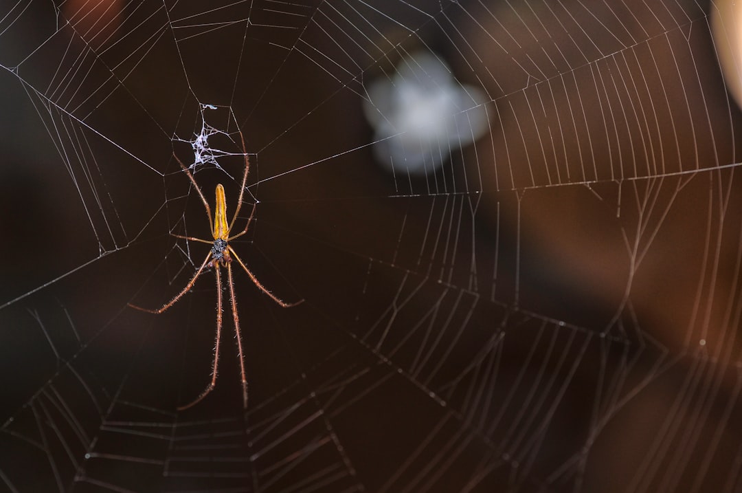 black and yellow spider on web in close up photography during daytime