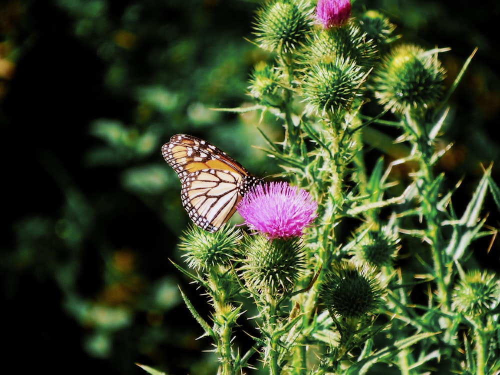 monarch butterfly perched on purple flower in close up photography during daytime