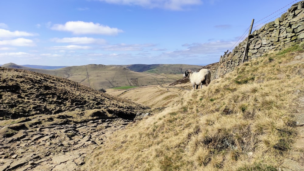 white sheep on brown grass field during daytime