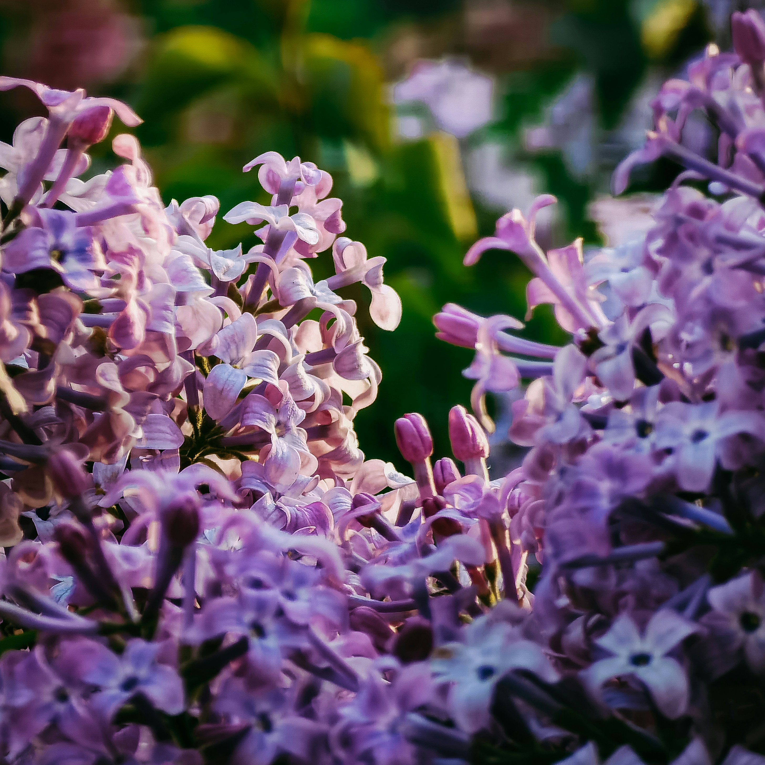 lila und weiße Blumen in der Tilt Shift-Linse