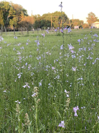 A peaceful green meadow with wildflowers and a wooden fence under a bright spring sky.