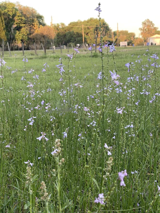 A peaceful green meadow with wildflowers and a wooden fence under a bright spring sky.