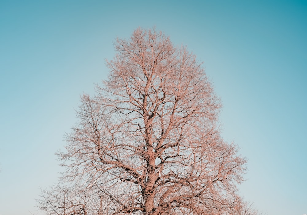brown bare tree under blue sky during daytime