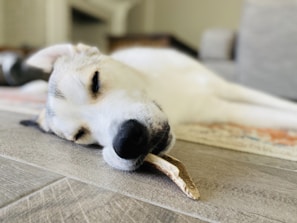 A dog is lying down on a wooden floor, resting peacefully with its eyes closed. The dog has a white and light brown coat and appears to be holding a bone in its mouth. The background is slightly blurred, showing part of a couch and some indoor furnishings.